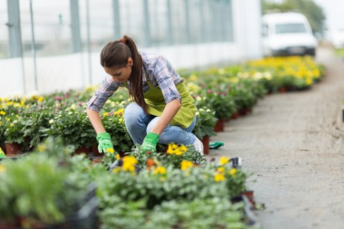 A young woman wearing a plaid shirt, bright yellow gardening apron, and green gloves is kneeling on a paved pathway in a greenhouse or nursery, tending to rows of potted flowering plants with yellow and purple blooms. The garden area features neatly arranged flower beds with vibrant, healthy plants, adjacent to a glass structure that allows natural light to illuminate the workspace. In the background, there are additional rows of flowering plants, signs, and a white van parked outside, indicating a professional gardening or landscaping setting within the Muswell Hill area. The scene captures a professional gardening service environment focused on plant care and outdoor beautification, with a clean and well-maintained outdoor space conducive to plant growth and garden enhancement activities. The overall image emphasizes gardening tasks such as planting or transplanting, supported by the presence of gardening tools and the lush, well-kept appearance of the plants, aligning with the services provided by Landscapers Muswell Hill in local lawn and garden care. The weather appears mild and sunny, contributing to an inviting, professional outdoor gardening environment in North London.