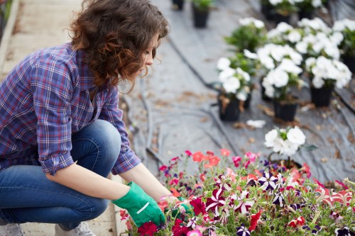 A woman wearing a checked shirt, blue jeans, and green gardening gloves is kneeling in a garden and carefully tending to a bed of colorful flowering plants, primarily pink, purple, and white blooms. The garden features a well-maintained lawn with dense, lush grass in the foreground, bordered by a paved pathway and a row of potted white flowering plants in black containers along the edge. In the background, there are small shrubs and a few young trees, with natural daylight illuminating the scene under a cloudy sky, suggesting a mild, temperate climate typical of Muswell Hill. The garden appears organized and cared for, with visible soil around the plants and a focus on maintaining healthy, vibrant foliage. This setting exemplifies professional outdoor maintenance and gardening practices suitable for a residential outdoor space, aligning with services offered by landscapers in the Muswell Hill area.