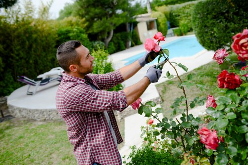 Weed control and plant maintenance in a Muswell Hill garden