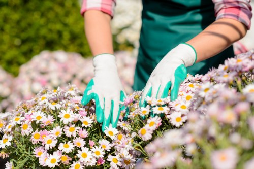 The image shows a gardener wearing a teal apron and white gloves tending to a flower bed filled with numerous daisy-like flowers in shades of white and pink, located in an outdoor garden space likely within Muswell Hill. The gardener's hands are actively working among the flowers, suggesting planting or maintenance activities. The flower bed is bordered by a neatly maintained grassy area with a rich green colour, while in the background, there are additional flowering plants and shrubs, creating a lush, well-kept garden environment. The scene is illuminated by natural sunlight, indicating a bright, clear weather day, and the garden includes paved pathways or stones, contributing to a structured outdoor setting typical of landscaped gardens in the area. The overall scene reflects regular garden maintenance performed by professional landscapers or gardening specialists, with attention to floral health and garden aesthetics.