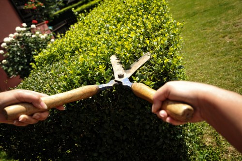 A close-up view of two hands using pruning shears with wooden handles to trim a dense, rounded hedge in a garden setting. The hedge features small, vibrant green leaves and is situated in a neatly maintained outdoor space, with a well-kept lawn visible in the background. The garden includes a variety of plants and flowers, with some white blooms and other green foliage visible at the top of the hedge. The scene is illuminated by natural sunlight, indicating a bright, clear day, and reflects professional gardening work that could be offered by companies such as Landscapers Muswell Hill, providing hedge trimming and shrub maintenance services in the Muswell Hill area.