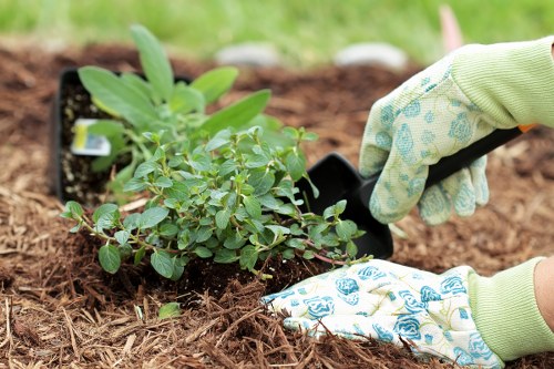 Understanding Muswell Hill's climate for effective landscape gardening