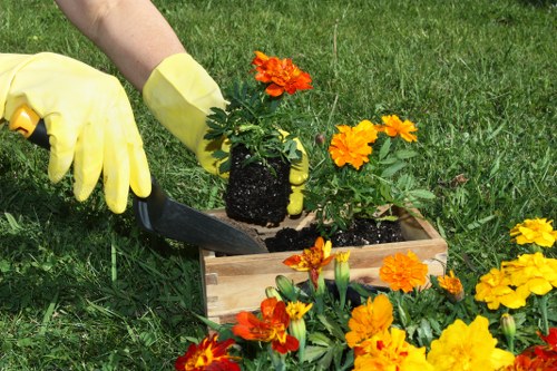 A gardener's hand, wearing a yellow garden glove, is seen using a small trowel to transplant a vibrant orange and yellow flowering plant from a black plastic root ball into a wooden crate outdoors. The scene takes place on a lush, neatly maintained grassy lawn with the flower bed containing similar bright marigolds in the foreground. In the background, blurred green grass extends across the garden area, suggesting a tidy and well-kept outdoor space typical of local gardens in Muswell Hill. The natural daylight highlights the rich green foliage and the vivid colours of the flowers, reflecting a calm and productive gardening activity that may be part of a broader garden maintenance service provided by Landscapers Muswell Hill.