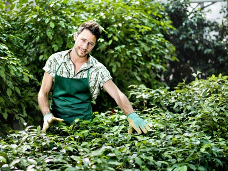 Gardener tending to plants in Muswell Hill garden