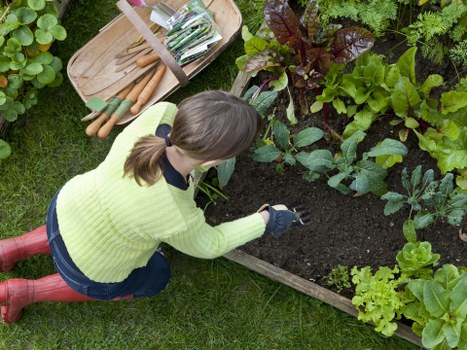 A woman wearing a bright yellow sweater, blue jeans, and red rubber boots is kneeling on a well-maintained green lawn, tending to a vegetable garden bordered by a wooden edging. She is using her gloved hands to work in the rich, dark soil, which contains various leafy greens and vegetables. Behind her, there are garden tools on a wooden tray, including a trowel and some gardening forks. The garden features a variety of lush, healthy plants with different shades of green, some with reddish-purple leaves, and appears to be part of a landscaped outdoor space or back garden, possibly in Muswell Hill. The scene is illuminated by natural daylight, suggesting a clear or partly cloudy weather condition, with surrounding grass and garden beds contributing to a tranquil and well-maintained environment that aligns with professional gardening services in North London.