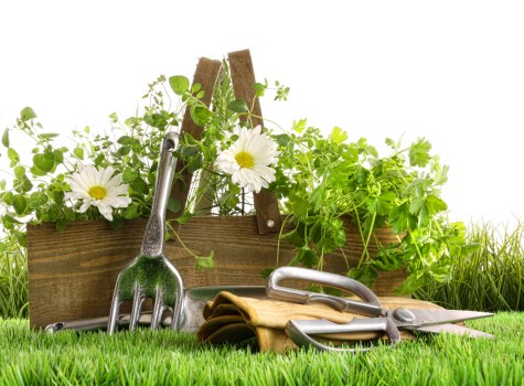 Professional landscapers working on a lawn