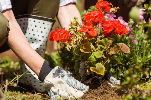A person wearing gardening gloves is shown planting a vibrant red flowering plant in a garden bed. The garden features a mix of lush green grass, other flowering plants with pink and purple blooms, and neatly maintained soil. In the background, there are taller shrubs and small trees, indicating a well-established landscaped yard typical of residential gardens in Muswell Hill. The outdoor environment appears bright and sunny, suggesting clear weather suitable for gardening activities. The scene exemplifies professional gardening and landscaping work, highlighting the care and attention involved in garden maintenance, which services such as fencing, lawn care, and plantings from Landscapers Muswell Hill support in creating beautiful, functional outdoor spaces.